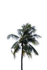 Fototapeta na wymiar Isolate Photo of Coconut palm tree