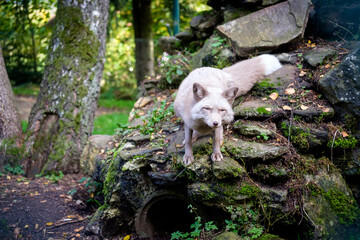 fox from the animal garden, germany, lohberg