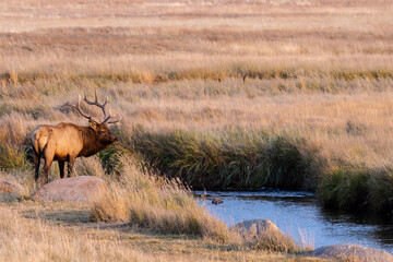 Elk Rut in Rocky Mountain National Park