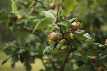 Mespilus germanica, common medlar fruit