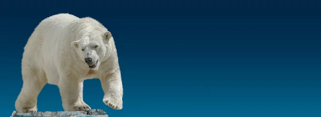 Tischdecke Banner with big polar bear standing at small iceberg chunk in gradient blue sky background with copy space, closeup, details. © neurobite
