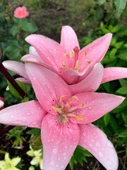 pink lily