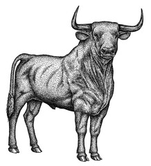 black and white engrave isolated bull illustration