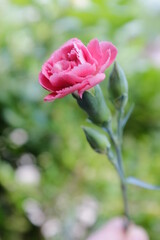 pink rose in garden