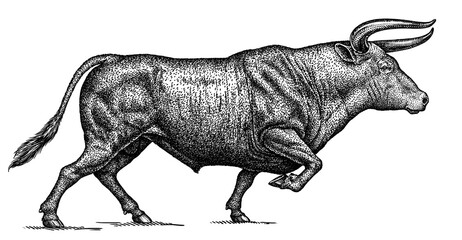 black and white engrave isolated bull illustration