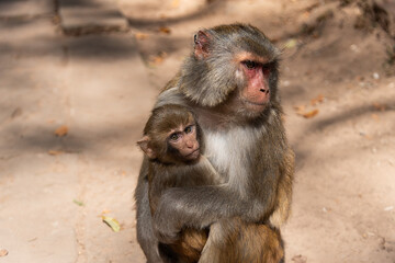 February 2019. Baoxiang temple is also called Shibao temple, which is located in the precipitous cliff of Foding mountain in Dali.  Place populated by hungry little monkeys