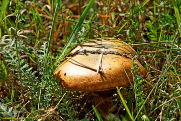 Suillus mushroom