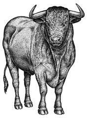 black and white engrave isolated bull illustration