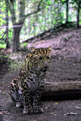 An amur leopard in the woods