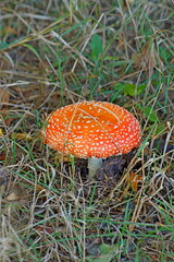 Amaníta (Amanita mushroom)