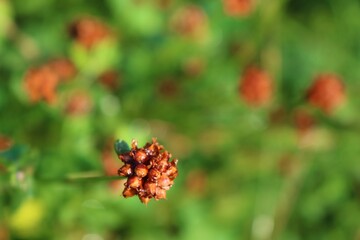 close up of a pine cone