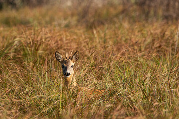 deer in the grass © tomasz