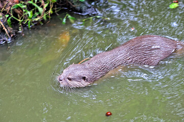An otter in the water