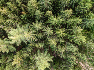 Drone view to green crowns of Bavarian Forest