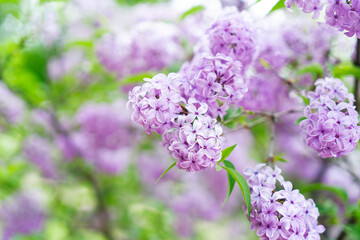 Blooming lilac flowers