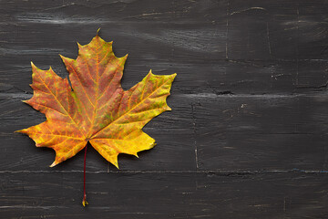 Naklejka na ściany i meble A multicolored maple leaf lies alone on a black wooden background