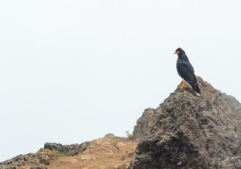 Portrait with copy space of a Carunculated Caracara (Phalcoboenus carunculatus) on a peak of the Rucu Pichincha volcano in the mist, Quito, Ecuador.