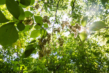 Elm tree, leaves and seeds
