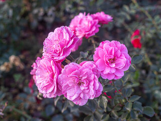 Sangria roses are rich pink flowers