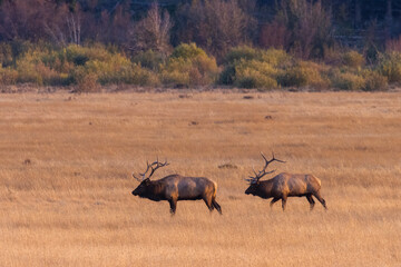 Fototapeta premium Elk Rut in Rocky Mountain National Park