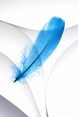 紙のテクスチャと青い羽