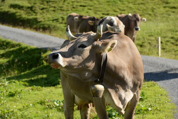 Almleben mit K&uuml;hen