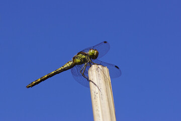 Common darter (Sympetrum striolatum) resting on a bamboo stick in the garden with a blue sky. Family Libellulidae. Bergen, Netherlands.