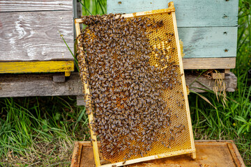 Many bees on frame for collecting honey at apiary. Selective focus. Apiculture.