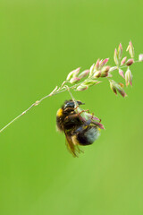 Eine Hummel schläft an einem Grashalm im Sommer vor grünem Hintergrund, bombus terrestris