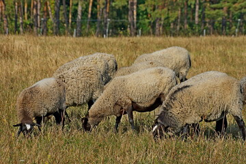 sheep in the field