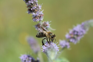 bee on lavender