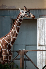 an adult giraffe stands in a pen at the zoo