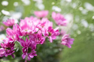 Fototapeta na wymiar Close up of flowers with blurred background