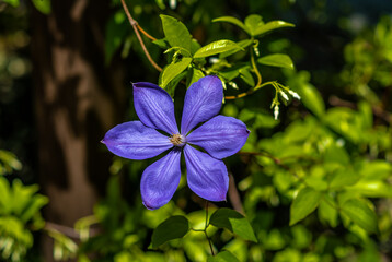 Flower dark purple color of the six petals on a background of green foliage