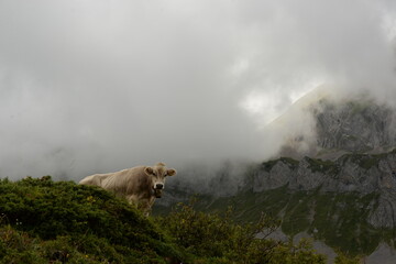 Kühe auf der Almweide