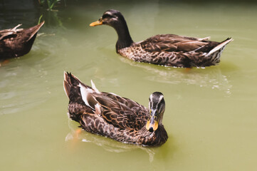 Duck swimming in lake