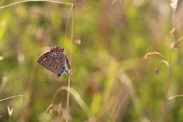 butterfly on grass