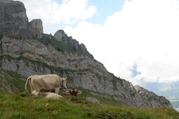 Kühe auf der Almweide