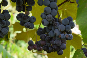 Concord Grapes in Vineyard for Wine and Juice Flavorful Green & Purple Organic Fruit on the Vine Jam & Jelly