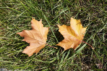 Two autumn maple leaves on the green grass.