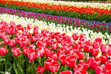 holland tulips field