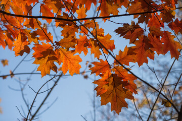Red oak tree in ghost town Pripyat