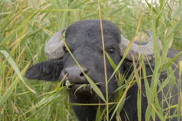 Water buffalo grazing in the reeds. Orlovka village, Reni raion, Odessa oblast, Ukraine, Eastern Europe