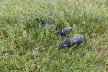 Aerial view - Water buffalo grazing in the reeds. Orlovka village, Reni raion, Odessa oblast,...