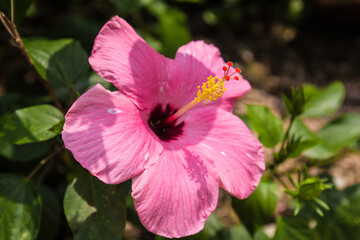 Hibisco rosa con centro amarillo muy de cerca