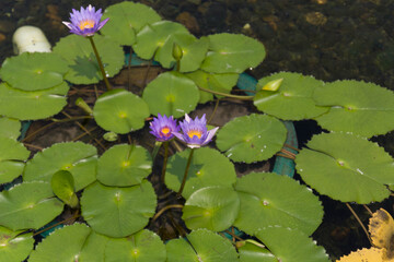 Flores de loto moradas con hojas verdes en charca