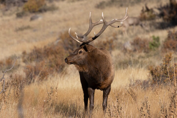 Naklejka na ściany i meble Elk Rut in Rocky Mountain National Park