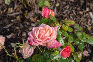 Pink rose with water drops in the garden