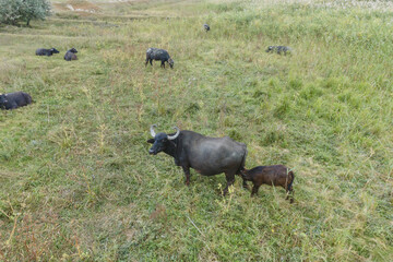 Young calf with mother - Water buffalo . Orlovka village, Reni raion, Odessa oblast, Ukraine, Eastern Europe