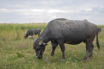 Water buffalo grazing in the meadow. Orlovka village, Reni raion, Odessa oblast, Ukraine, Eastern...